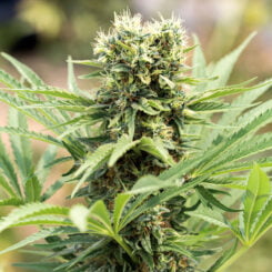 Humboldt Seed Org > Dedoverde Haze cannabis seeds, marijuana seeds, weed seeds
