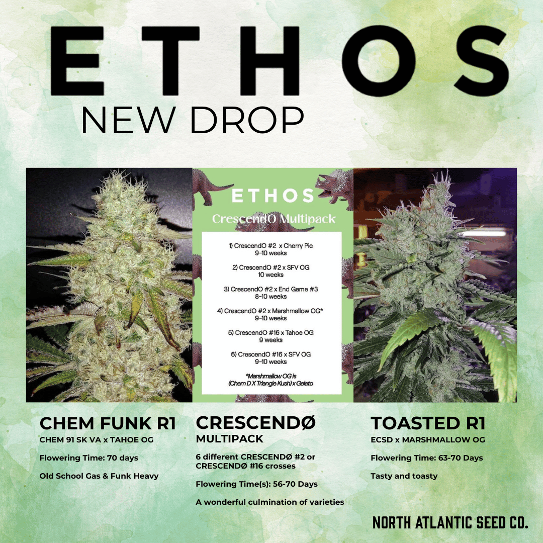 ALL GAS NO BRAKES DROP cannabis seeds