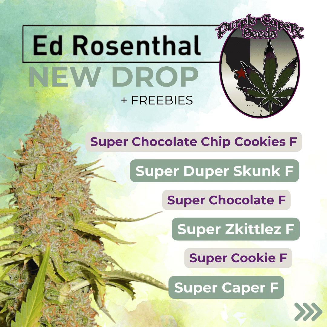 Purple Caper - Ed Rosenthal Exclusives cannabis seeds