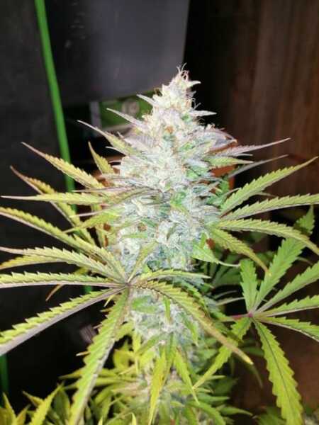 Magic Strains > Troubled Grape cannabis seeds, marijuana seeds, weed seeds