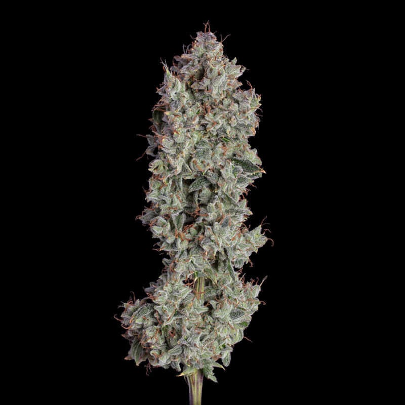 Happy Valley Genetics > Shortcut Auto