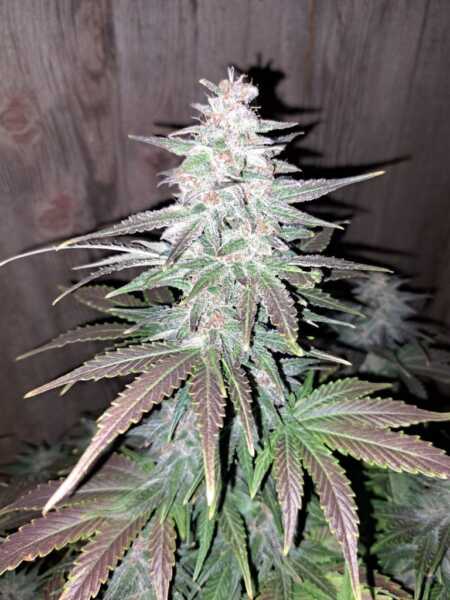Binary Selections rumplemintz f2 auto weed seeds cannabis seeds marijuana seeds