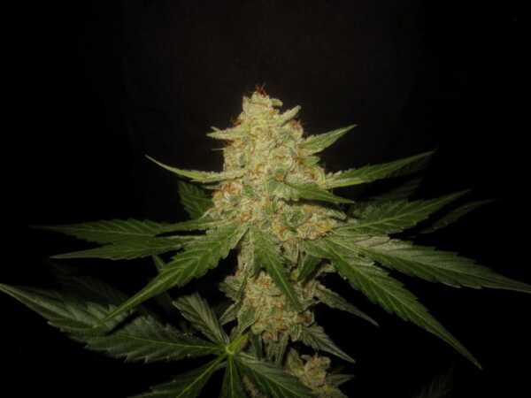Binary Selections Nurple F3 Auto weed seeds cannabis seeds marijuana seeds