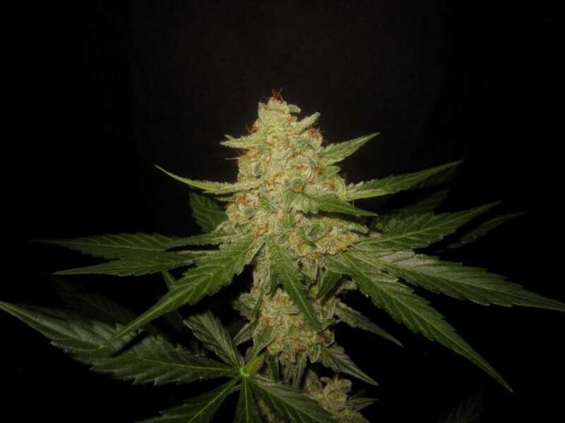 Binary Selections Nurple F3 Auto weed seeds cannabis seeds marijuana seeds