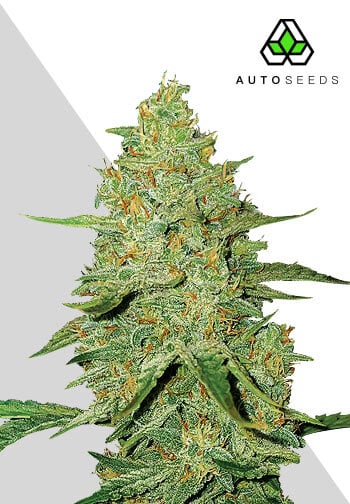 Acapulco Gold Auto