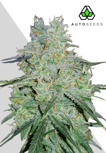 Amnesia Haze