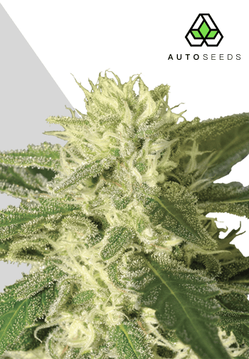 Auto #1 Auto
