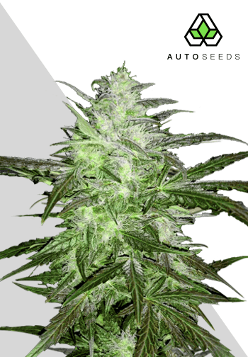 Chemdawg Auto