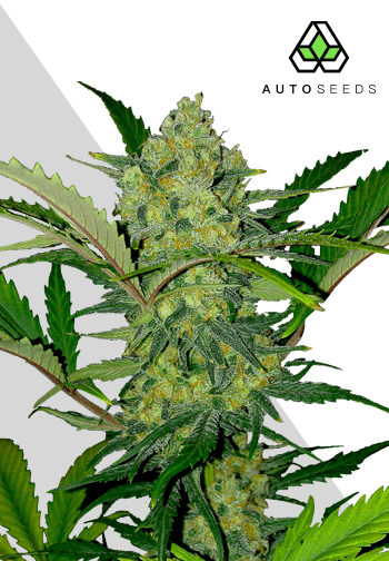 Ultra Lemon Haze