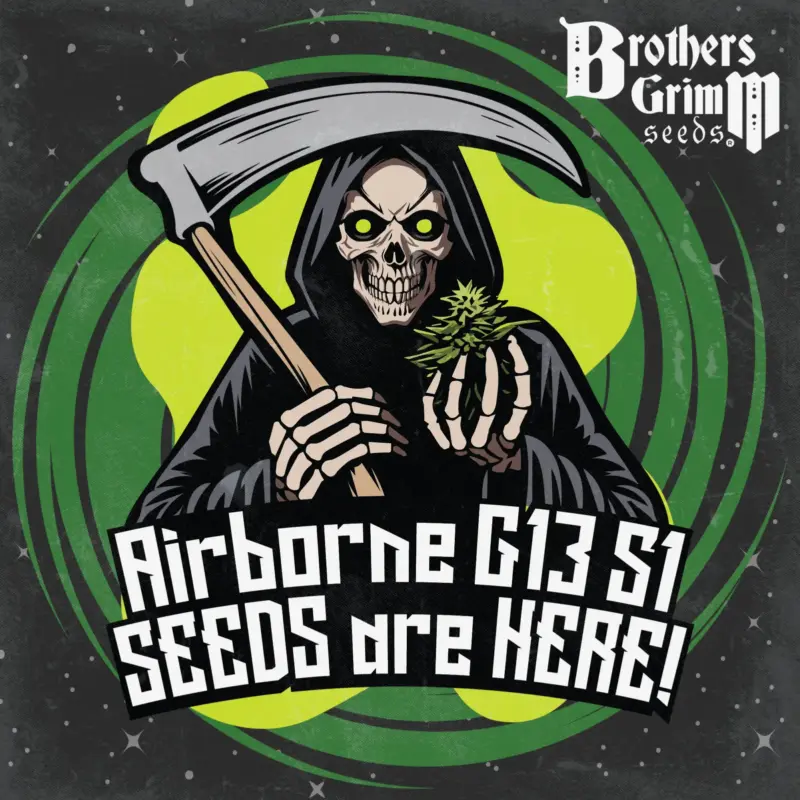 Airborne G13 S1 Cannabis Seeds by Brothers Grimm Seeds