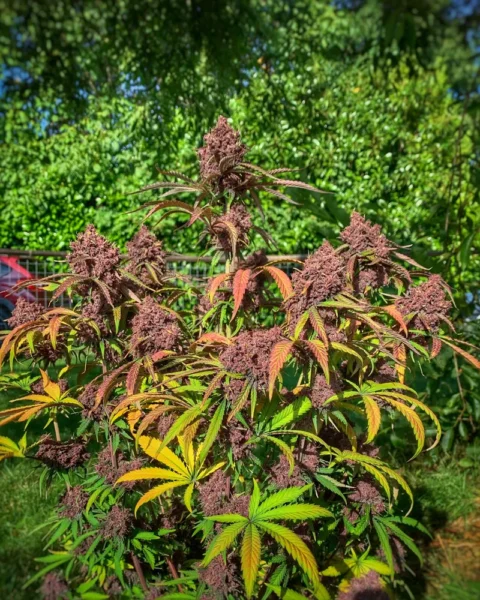 A lush outdoor garden featuring a cannabis plant with dense purple buds and multicolored leaves in shades of green, yellow, and purple stands proudly next to an Anvil Auto (F), creating a picturesque blend of nature and machinery.