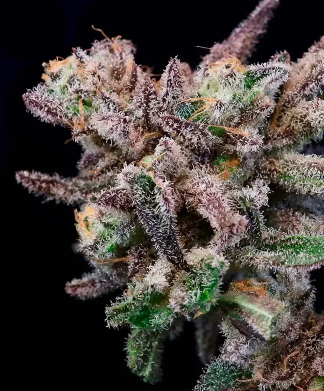Banana Cream Sundae Cannabis Seeds by Atlas Seed