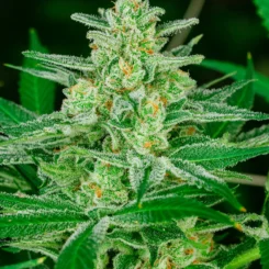 Blue Dream Auto by Atlas Seed