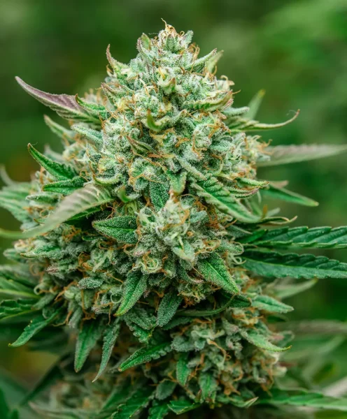 froot by the foot auto by atlas seed
