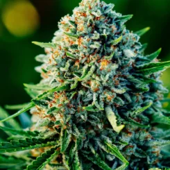 Gummibears Auto