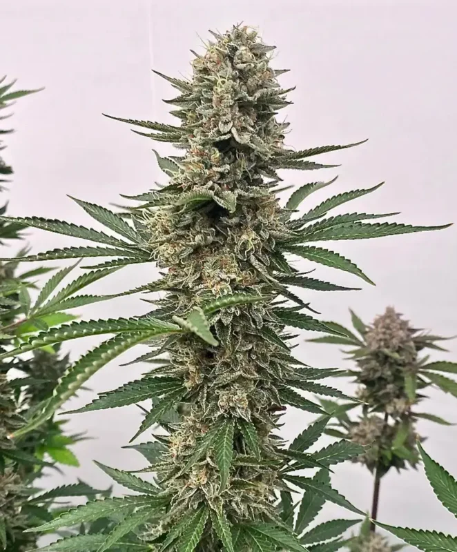 Space Panda Cannabis Seed by Atlas Seed