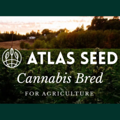 atlas seed wholesale cannabis seeds bulk