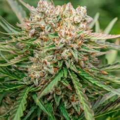 gmoogauto