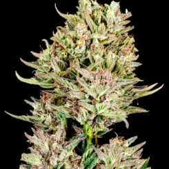 Garlic Jam Auto
