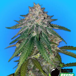 Z Gum Bomb Cannabis Seeds by Bomb Seeds