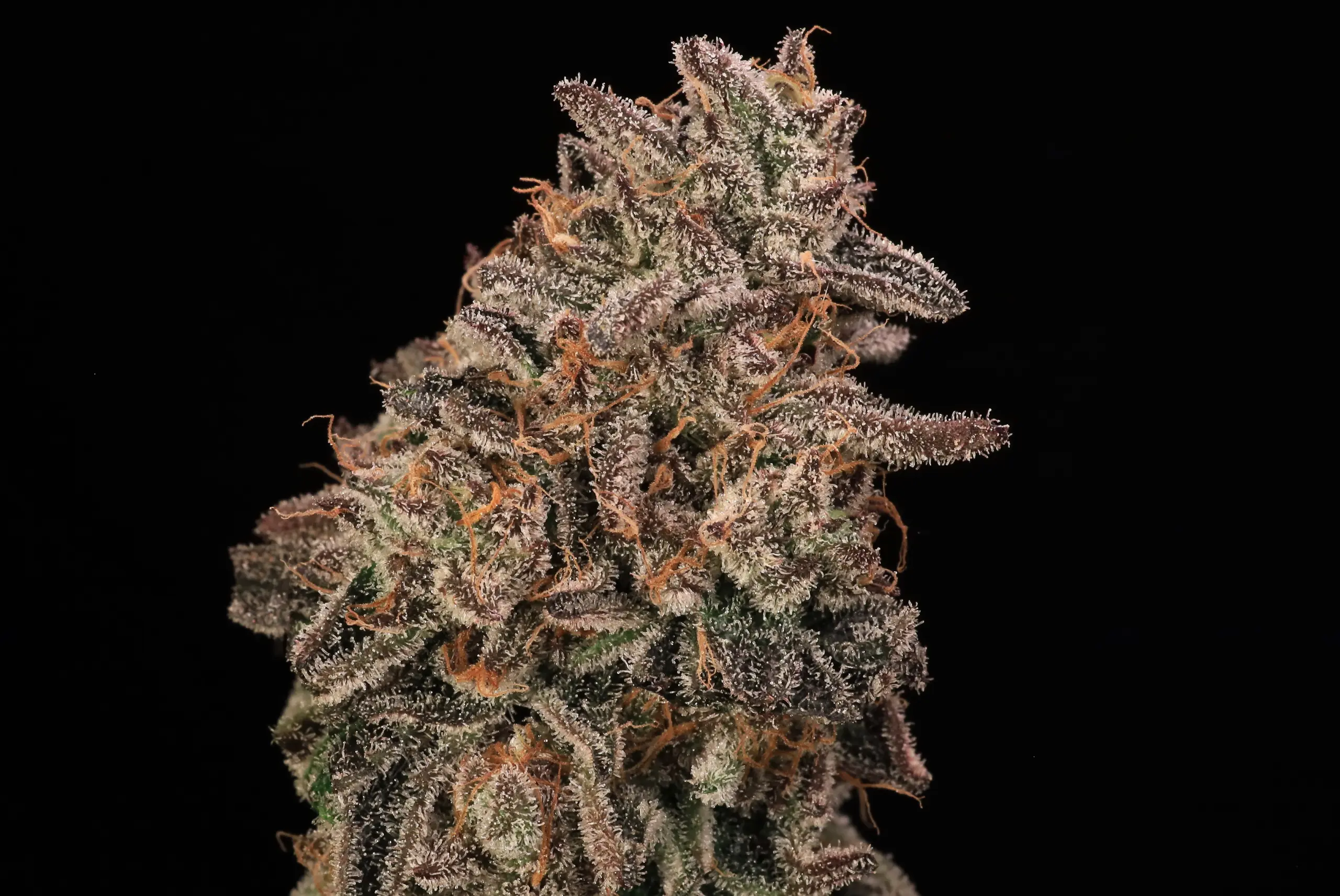 Banana-Cream-Sundae-cannabis-seeds-by-atlas-seed1 Banana Cream Sundae Cannabis Seeds by Atlas Seed