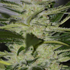 Close-up of a Bebop (F) cannabis plant displaying dense, resinous buds with frosty trichomes and green leaves, reminiscent of the intricate, free-flowing nature of bebop jazz.