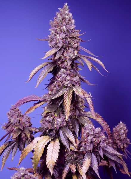 A close-up of a Black Muffin F1 FAST (F) cannabis plant with purple-hued buds and leaves, set against a blue background.
