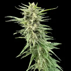 Blue Dream Auto Cannabis Seeds by Atlas Seed