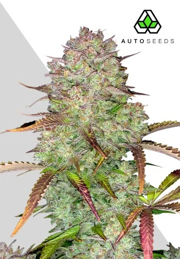 Auto Seeds > Blue Dream Auto cannabis seeds, marijuana seeds, weed seeds