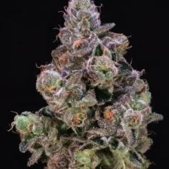 Blueberry Swirl (F)