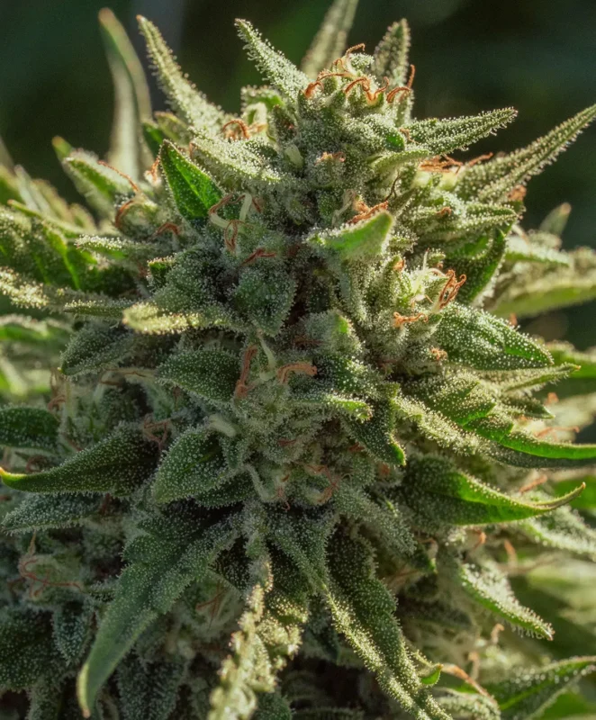 Cheetah Fast Cannabis Seed by Atlas Seed