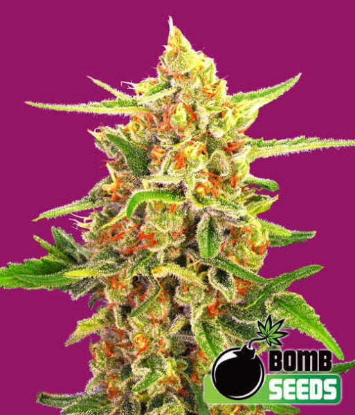 Bomb Seeds > Cherry Bomb cannabis seeds, marijuana seeds, weed seeds