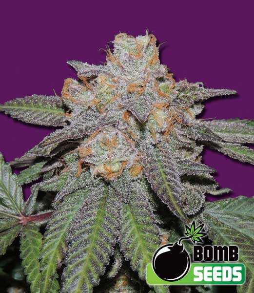 Bomb Seeds > Cherry Bomb Auto cannabis seeds, marijuana seeds, weed seeds