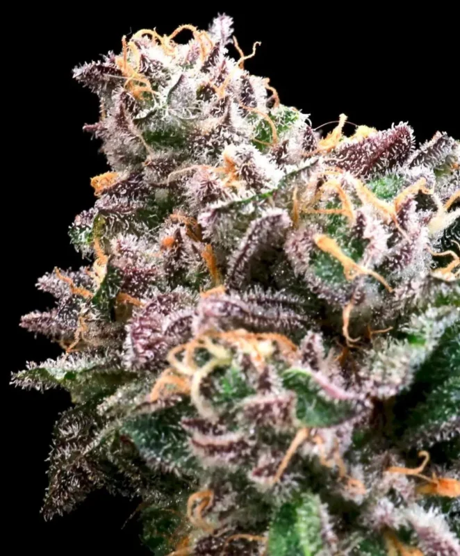 Crazy Train FAST Cannabis Seed by Atlas Seed