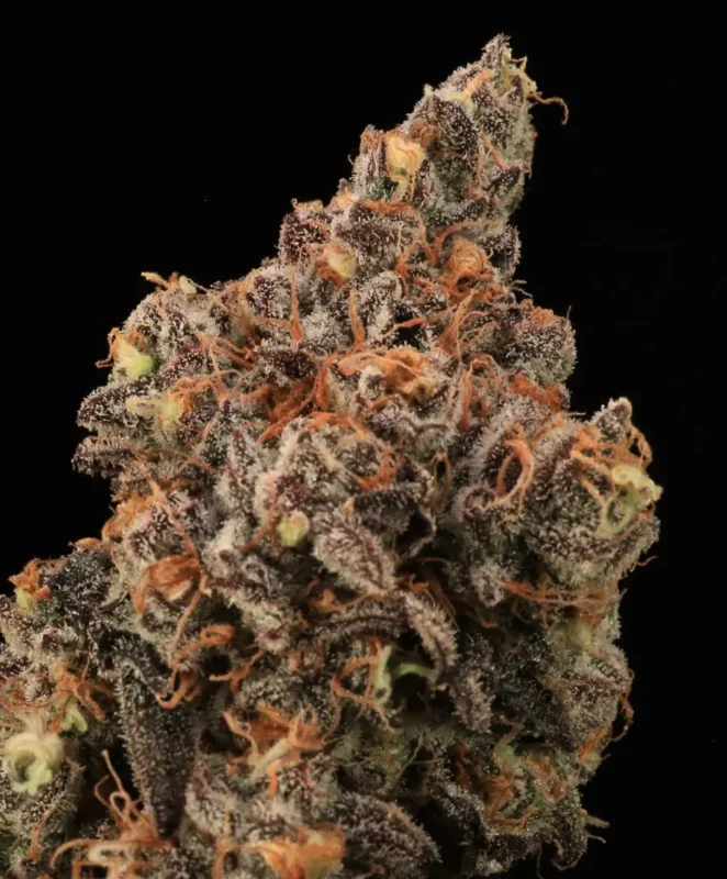 Dirty Laundry Cannabis Seed by Atlas Seed