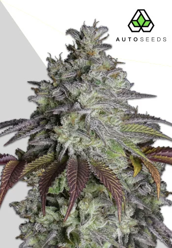 Auto Seeds > Do Si Dos Auto cannabis seeds, marijuana seeds, weed seeds