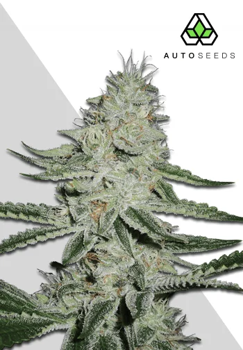 Auto Seeds > Dreammberry Auto cannabis seeds, marijuana seeds, weed seeds