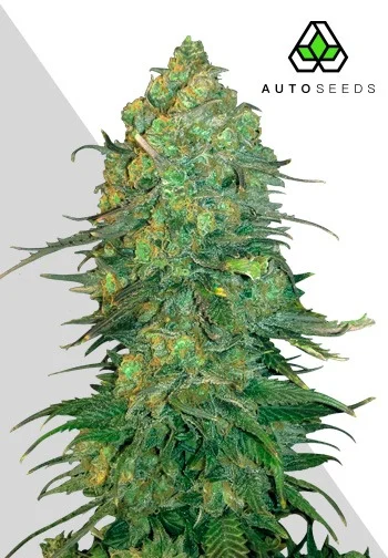 Auto Seeds > Durban Poison Auto cannabis seeds, marijuana seeds, weed seeds
