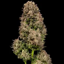 GMO OG Cannabis Seeds by Atlas Seed