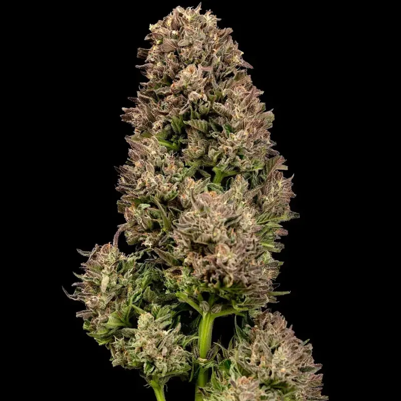 GMO OG Cannabis Seeds by Atlas Seed