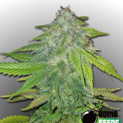 Bomb Seeds > Ghost Train Bomb cannabis seeds, marijuana seeds, weed seeds
