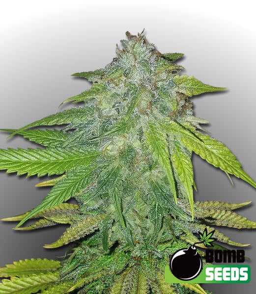 Bomb Seeds > Ghost Train Bomb cannabis seeds, marijuana seeds, weed seeds
