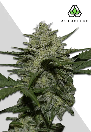 Auto Seeds > Girl Scout Cookies Auto cannabis seeds, marijuana seeds, weed seeds