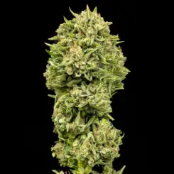 Grease Gun Auto Cannabis Seeds by Atlas Seed