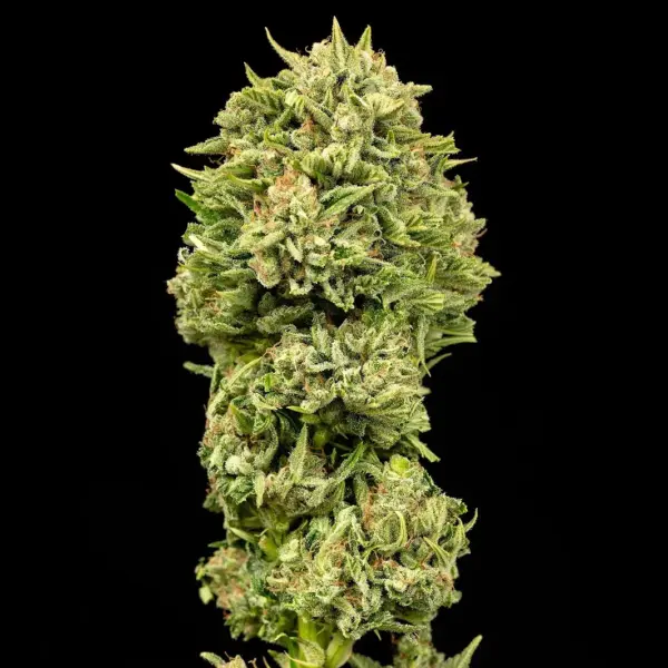 Grease Gun Auto Cannabis Seeds by Atlas Seed