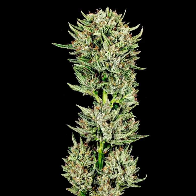 Gummibear Auto Cannabis Seeds by Atlas Seed