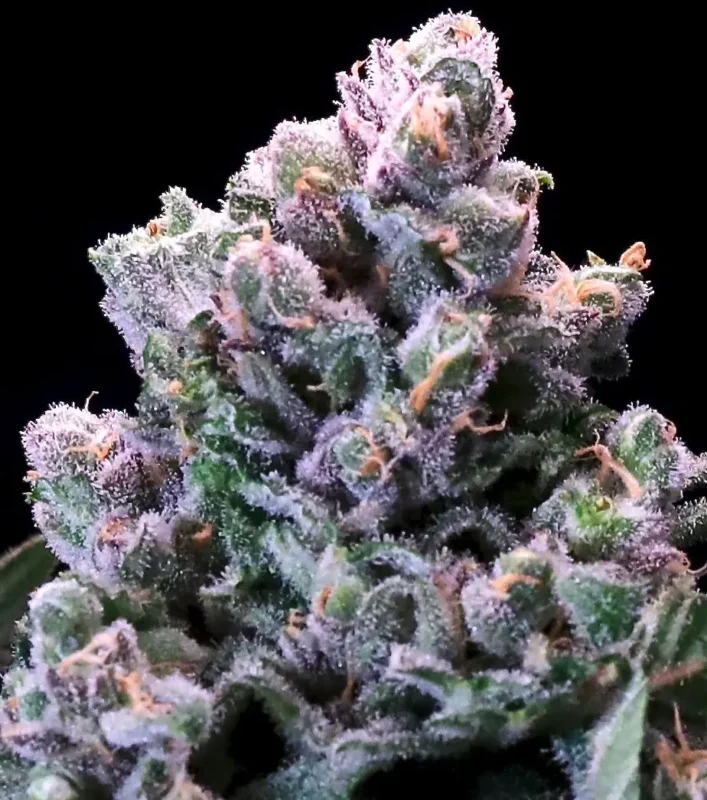 Huckleberry Pie Cannabis Seed by Atlas Seed