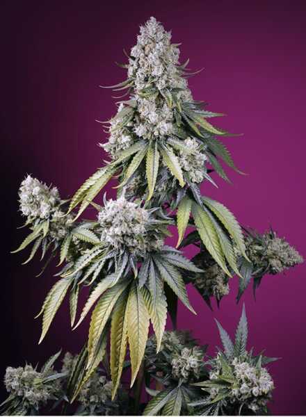 Close-up of a flowering cannabis plant with dense buds and pointed green leaves, featuring the Jealousy Z XL Auto (F) strain, against a purple background.