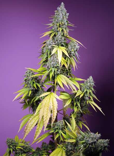 Cannabis plant with buds, yellowing leaves, and a purple background, showcasing hints of Jet Fuel Mandarine XL Auto (F) aroma.