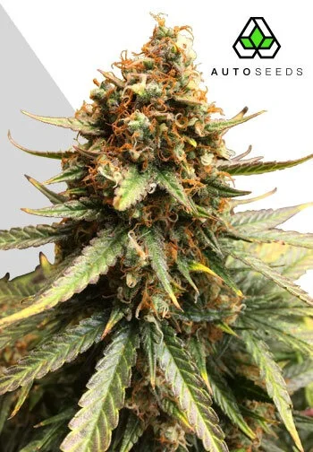 Auto Seeds > Juicy Lucy cannabis seeds, marijuana seeds, weed seeds